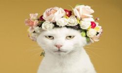 "سوسو" العراقية تخطف اللقب من 400 قطة